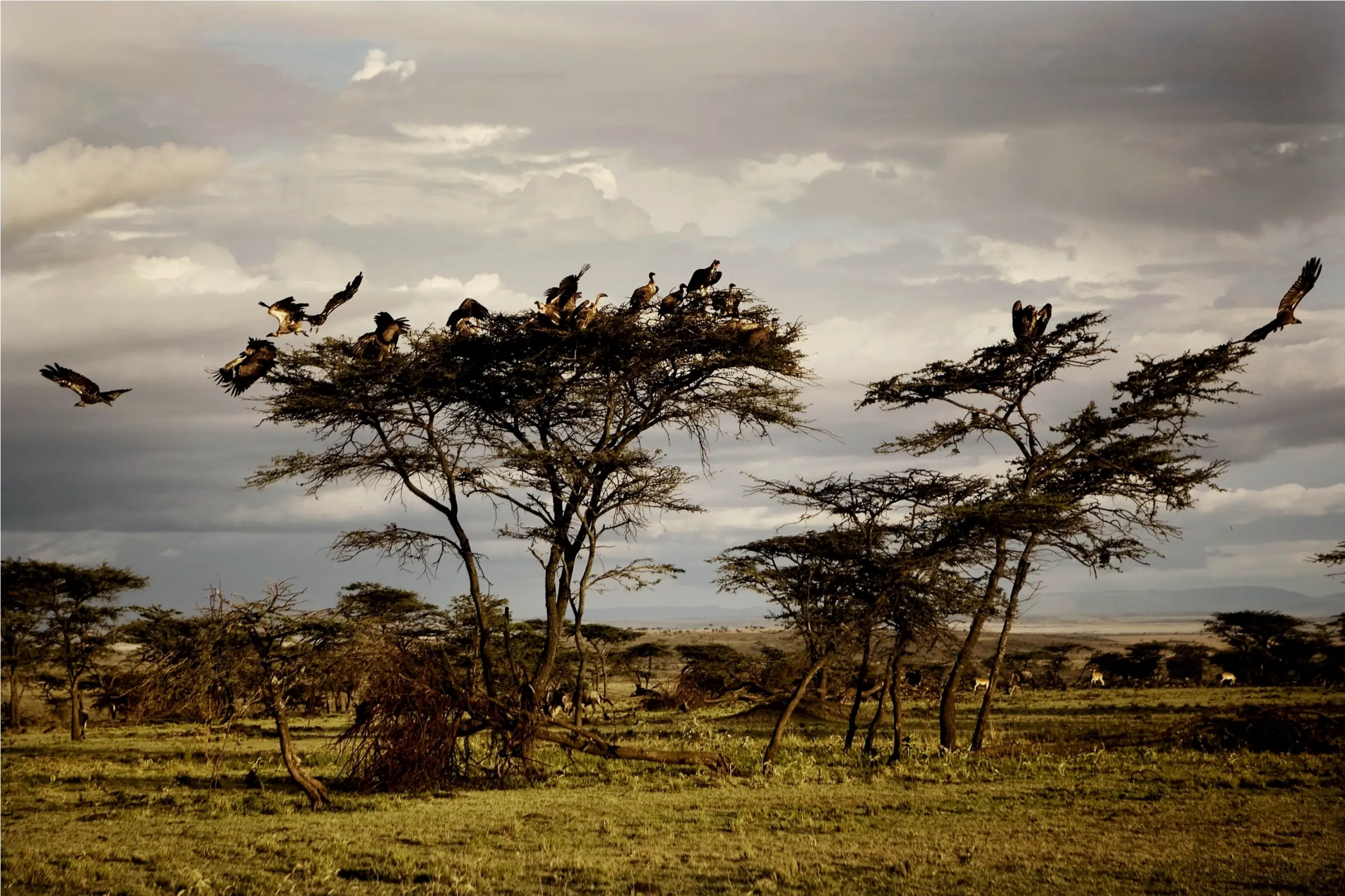 package hotel listing